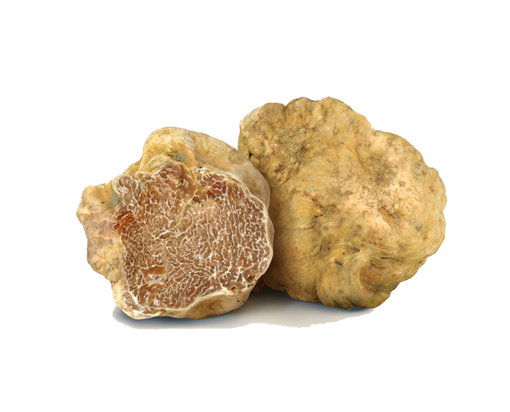 Tartufo bianco - Il Tartufeltro, Tartufi del Montefeltro di alta qualità