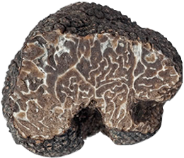 Tartufo Brumale - Il Tartufeltro, Tartufi del Montefeltro di alta qualità
