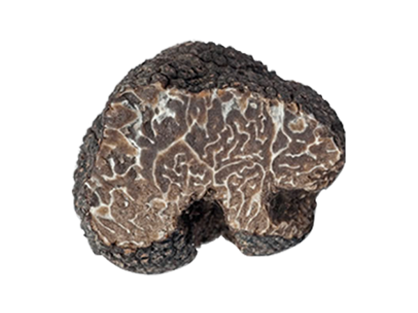 Tartufo Brumale - Il Tartufeltro, Tartufi del Montefeltro di alta qualità