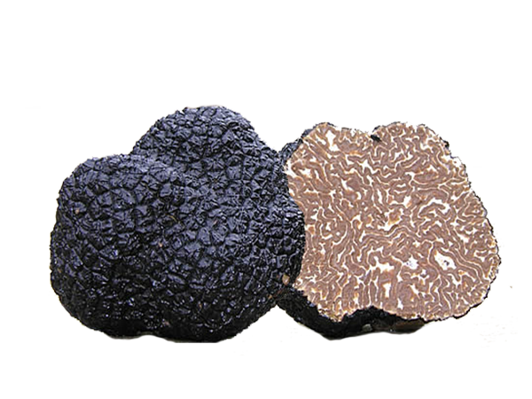 Tartufo nero uncinato - Il Tartufeltro, Tartufi del Montefeltro di alta qualità