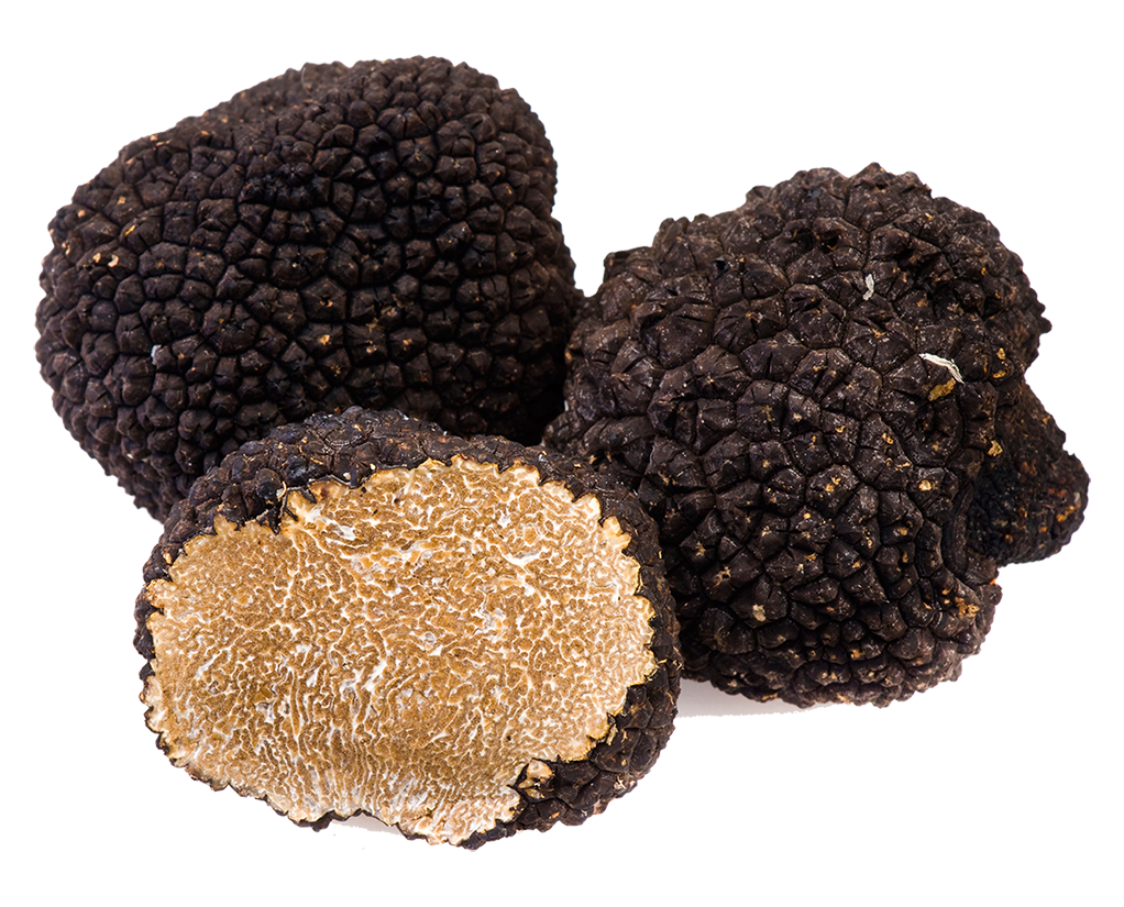 Tartufo nero estivo - Il Tartufeltro, Tartufi del Montefeltro di alta qualità