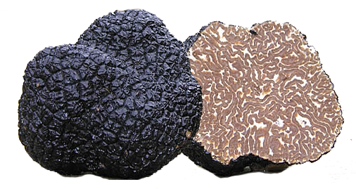 Tartufo nero uncinato - Il Tartufeltro, Tartufi del Montefeltro di alta qualità