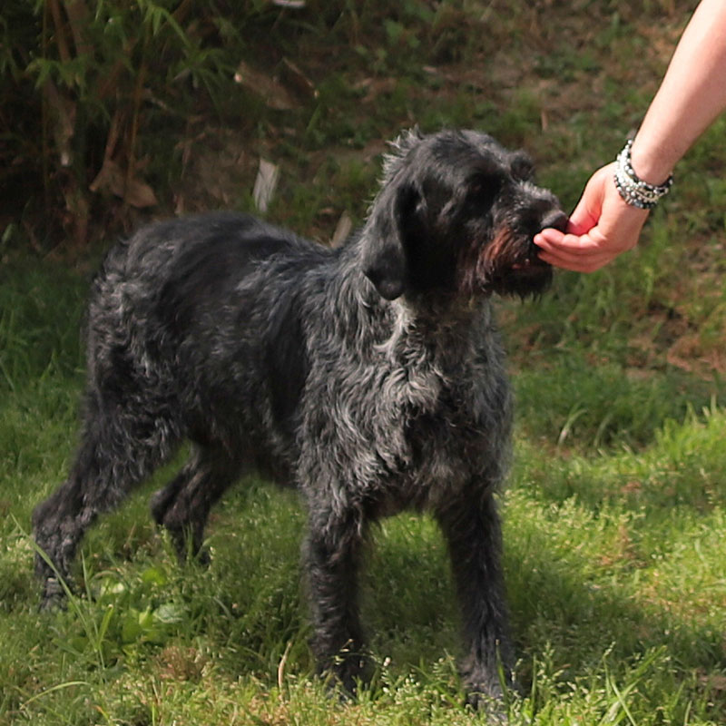 I cani - Il Tartufeltro, Tartufi del Montefeltro di alta qualità