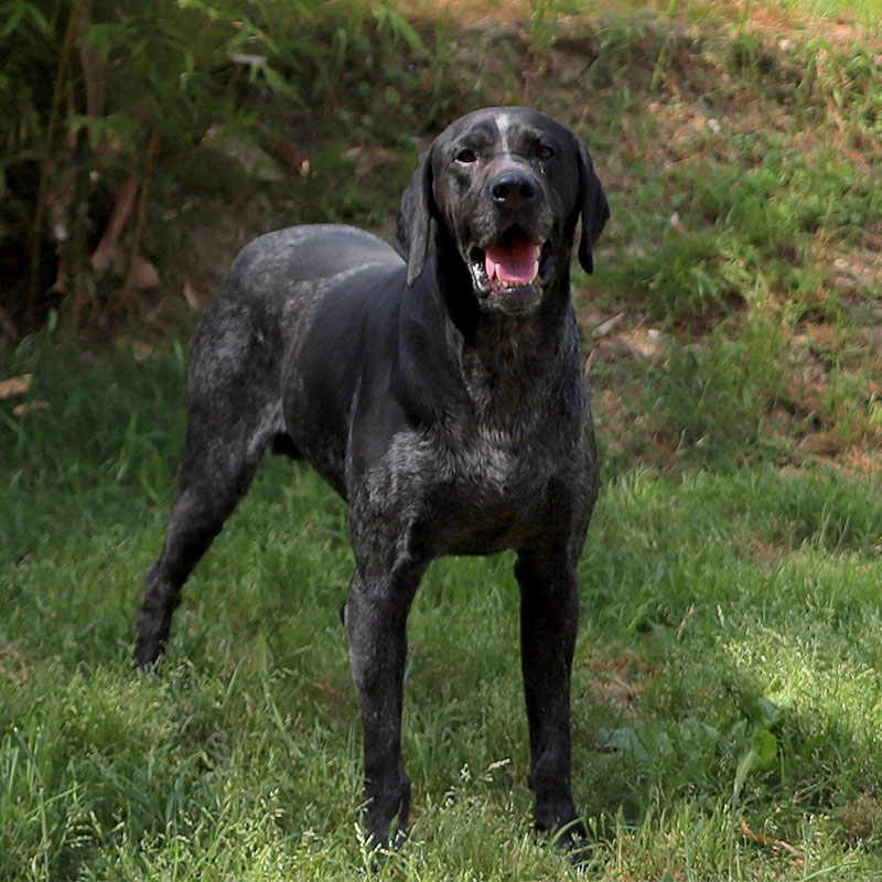 I cani - Il Tartufeltro, Tartufi del Montefeltro di alta qualità